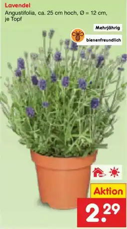 Netto Marken-Discount Lavendel Angustifolia Angebot