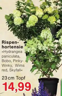 Wiglo Wunderland Rispenhortensie Angebot