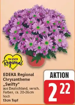 NP Discount EDEKA Regional Chrysantheme "Swifty" Angebot