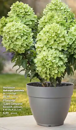 Bauhaus Hortensie Hydrangea paniculata 'Capri Campana' Angebot