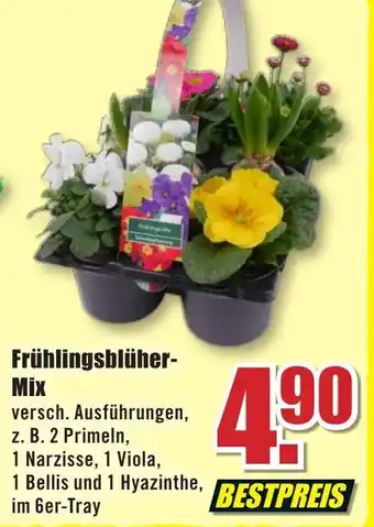 B1 Discount Baumarkt Frühlingsblüher-Mix im 6er-Tray Angebot