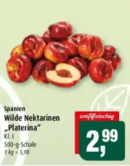Markant Wilde Nektarinen "Platerina" Angebot