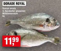 Handelshof DORADE ROYAL Angebot