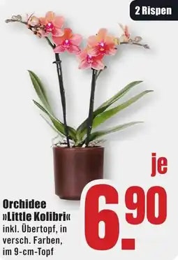 B1 Discount Baumarkt Orchidee »Little Kolibri« Angebot