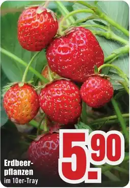 B1 Discount Baumarkt Erdbeer-pflanzen Angebot