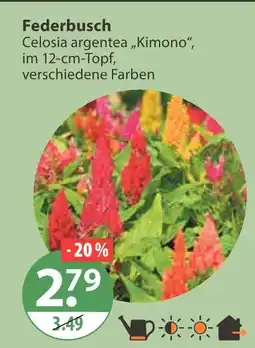 V Markt Federbusch Angebot