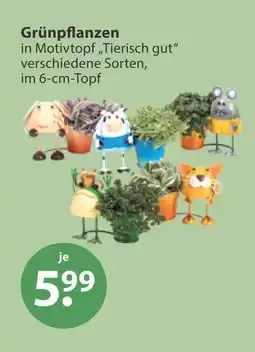 V Markt Grünpflanzen Angebot