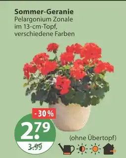 V Markt Sommer-geranie Angebot