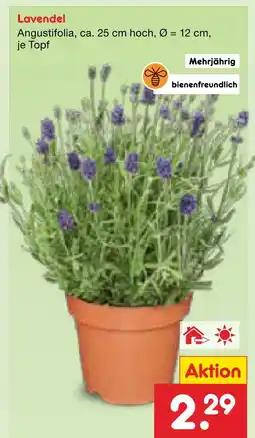 Netto Marken-Discount Lavendel angustifolia Angebot
