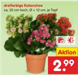 Netto Marken-Discount Dreifarbige kalanchoe Angebot