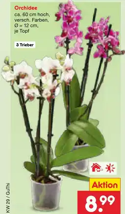 Netto Marken-Discount Orchidee Angebot