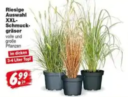 Repo Markt XXL-Schmuckgräser Angebot