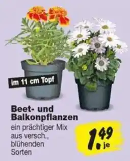 Repo Markt Beet- und Balkonpflanzen Angebot