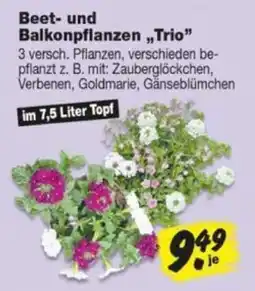 Repo Markt Beet- und Balkonpflanzen „Trio“ Angebot