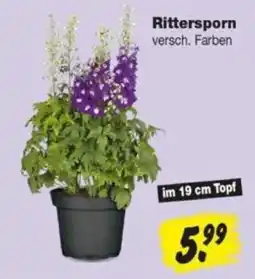 Repo Markt Rittersporn versch. Farben Angebot