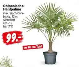 Repo Markt Chinesische Hanfpalme Angebot