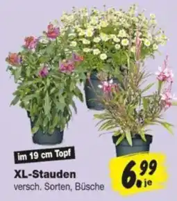 Repo Markt XL-Stauden Angebot