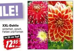 Repo Markt XXL-Dahlie Angebot