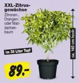 Repo Markt XXL-Zitrusgewächse Angebot