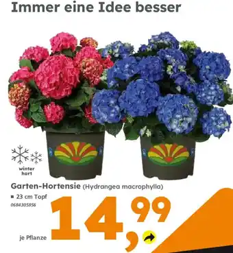 Globus Baumarkt Garten-Hortensie (Hydrangea macrophylla) Angebot
