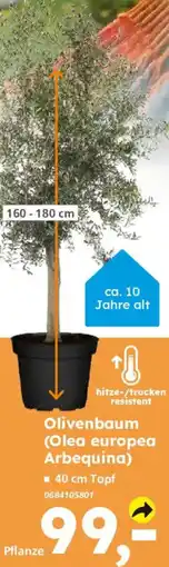 Globus Baumarkt Olivenbaum (Olea europea Arbequina) Angebot