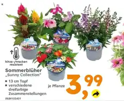 Globus Baumarkt Sommerblüher „Sunny Collection“ Angebot