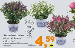 Globus Baumarkt Strauchveronika (Hebe,,All Blooms") Angebot