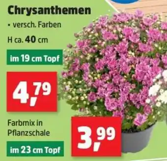 Thomas Philipps Chrysanthemen Angebot