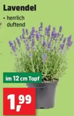 Thomas Philipps Lavendel Angebot