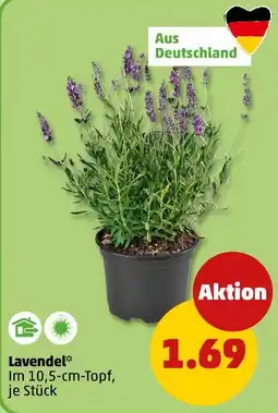 PENNY Lavendel* Angebot