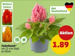 PENNY Federbusch* Angebot