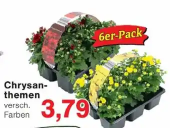 Jawoll Chrysanthemen Angebot