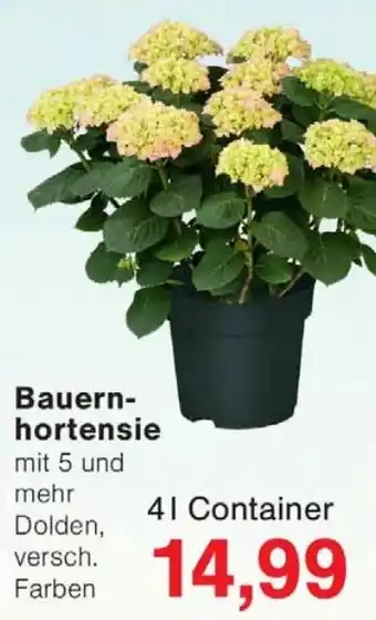 Jawoll Bauernhortensie Angebot