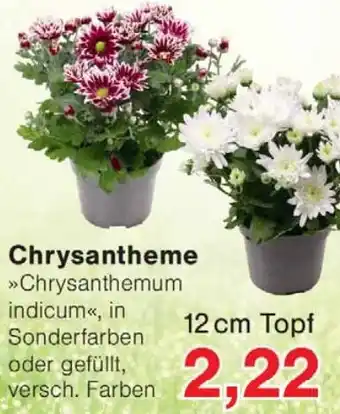 Jawoll Chrysanthemum indicum Angebot