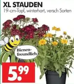Wreesmann XL STAUDEN Angebot