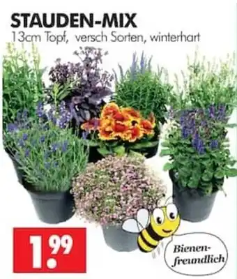 Wreesmann STAUDEN-MIX Angebot