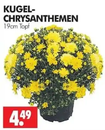 Wreesmann KUGEL-CHRYSANTHEMEN Angebot