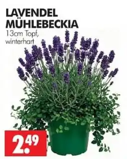 Wreesmann LAVENDEL MÜHLEBECKIA Angebot