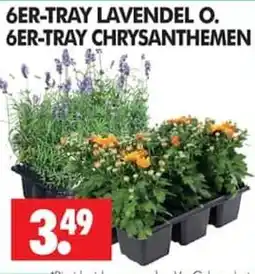 Wreesmann 6ER-TRAY LAVENDEL O. 6ER-TRAY CHRYSANTHEMEN Angebot