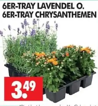 Wreesmann 6ER-TRAY LAVENDEL O. 6ER-TRAY CHRYSANTHEMEN Angebot