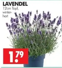 Wreesmann LAVENDEL Angebot