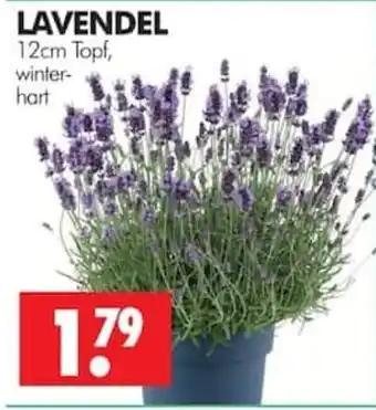 Wreesmann LAVENDEL Angebot