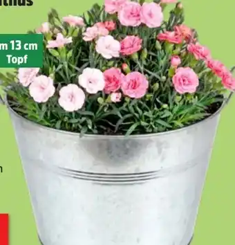 Thomas Philipps Nelken Dianthus Angebot