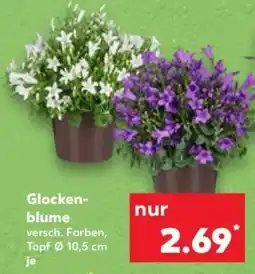 Kaufland Glockenblume Angebot