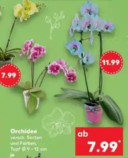 Kaufland Orchidee Angebot