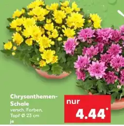 Kaufland Chrysanthemen-Schale Angebot