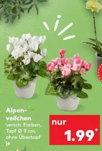 Kaufland Alpen-veilchen Angebot