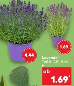 Kaufland Lavendel Angebot