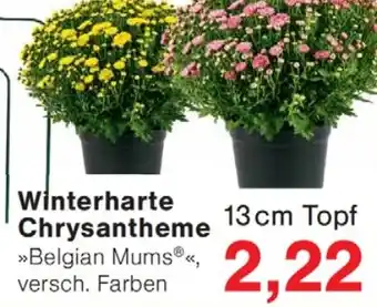 Wiglo Wunderland Winterharte Chrysantheme »Belgian Mums®« Angebot