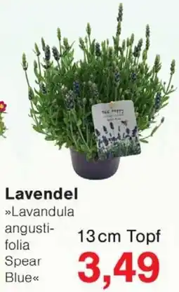 Wiglo Wunderland Lavendel »Lavandula angustifolia Spear Blue« Angebot